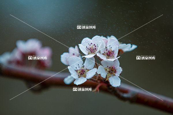 李子花