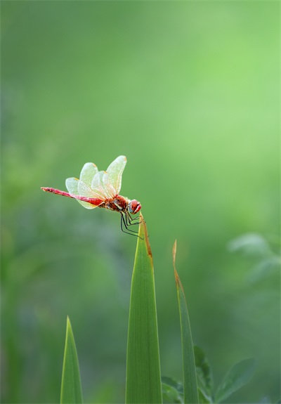 生命的花朵