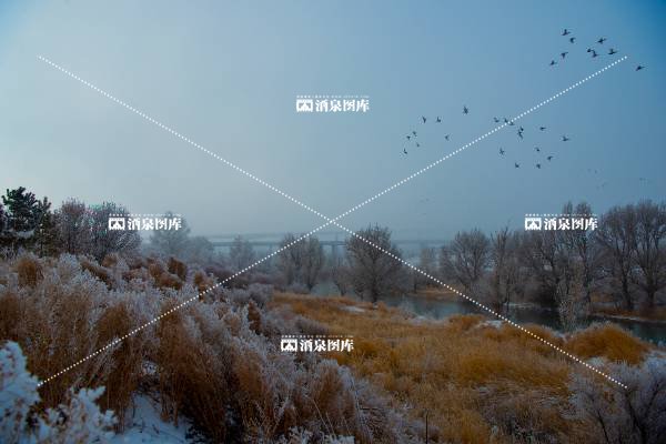 金塔鸳鸯池雾凇