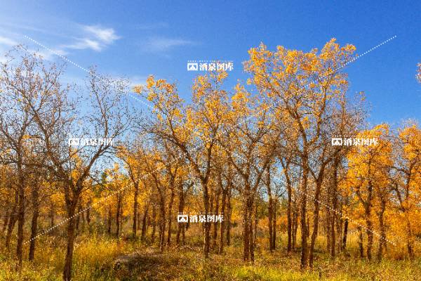 醉美胡杨