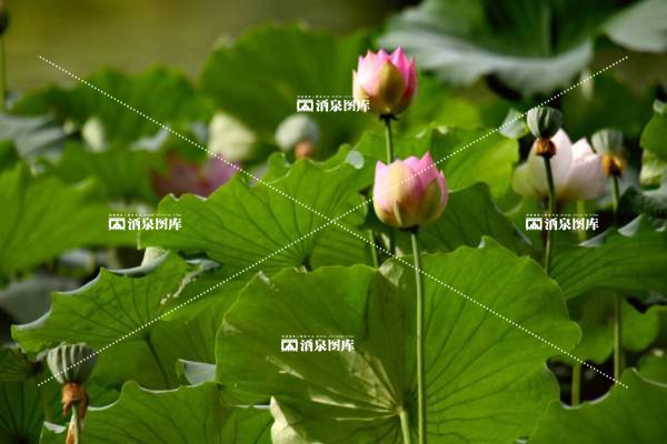 接天莲叶无穷碧，映日荷花别样红。