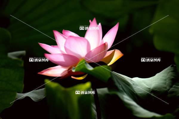 接天莲叶无穷碧，映日荷花别样红。