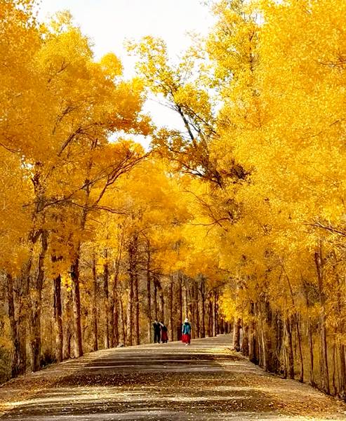 我很坚强，的名字叫胡杨