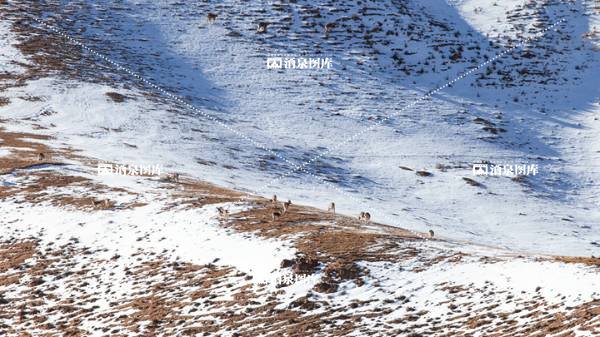 肃北鱼儿红雪景