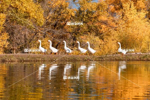 金塔胡杨林观景