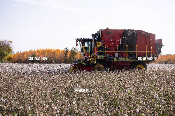 摘棉花