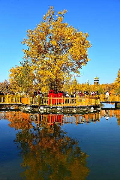 网红打卡树《树上结大妈》