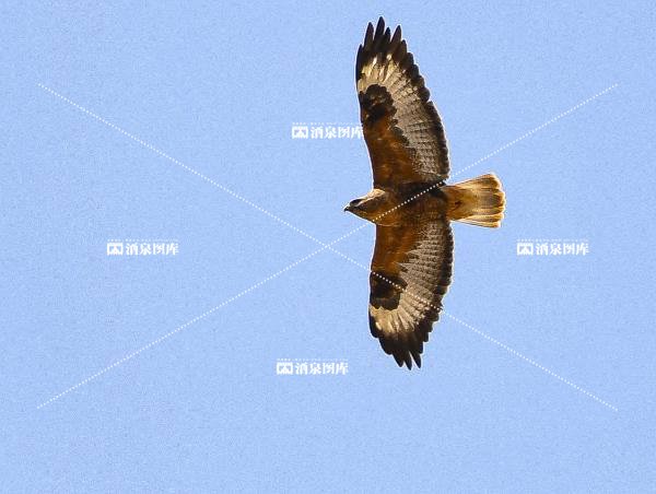 棕尾鵟（kuang）