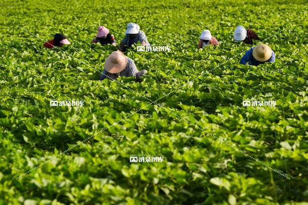 <b>农月无闲人</b>