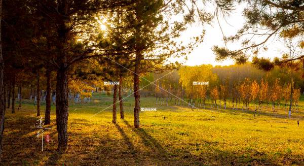 锦玉公园秋景（一）