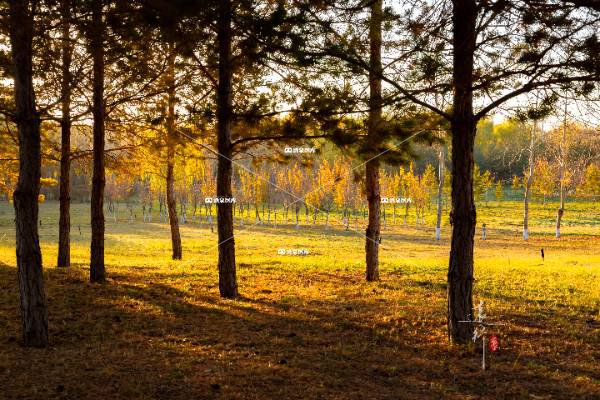 锦玉公园秋景（二）
