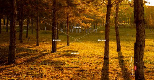 锦玉公园秋景（三）