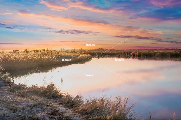 苇海晚霞