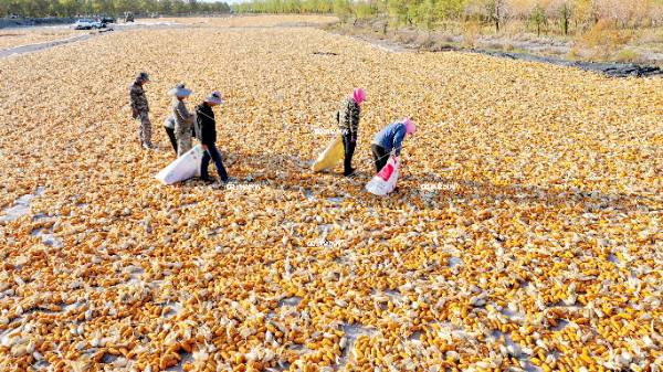 金秋肃州玉米香（一）