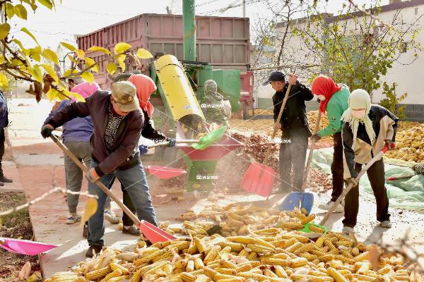 金秋肃州玉米香（二）