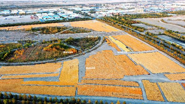 金秋肃州玉米香*（三）