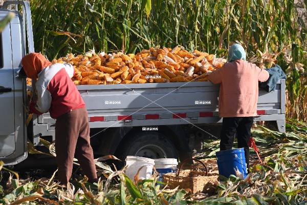 金秋肃州玉米香（四）