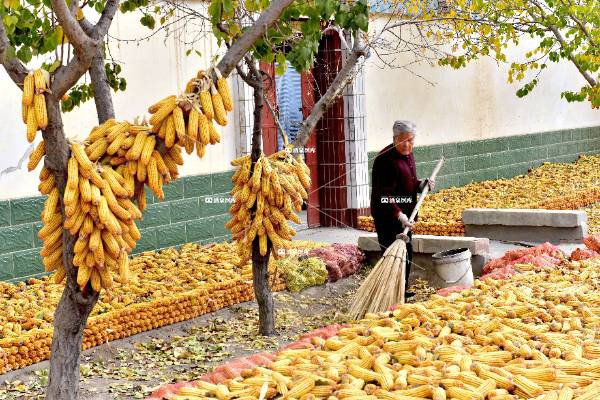 金秋肃州玉米香*（五）