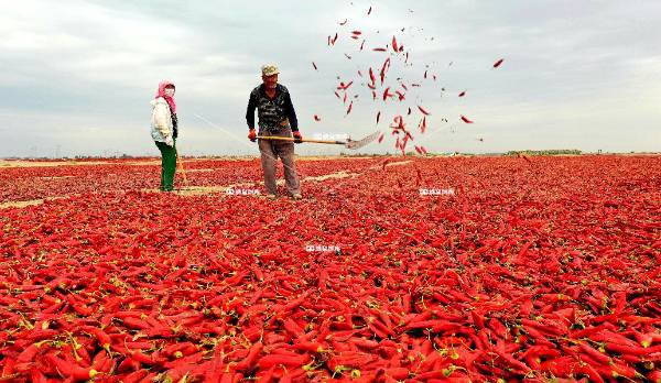 三墩的辣子最亮豁（一）