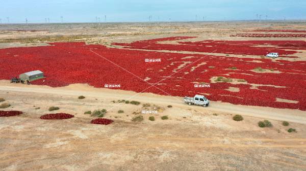 三墩鸳鸯山辣椒晾晒场