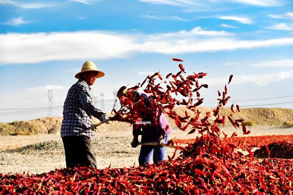 三墩的辣子最亮豁（一）