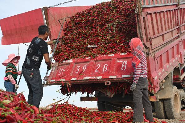 三墩的辣子最亮豁（二）