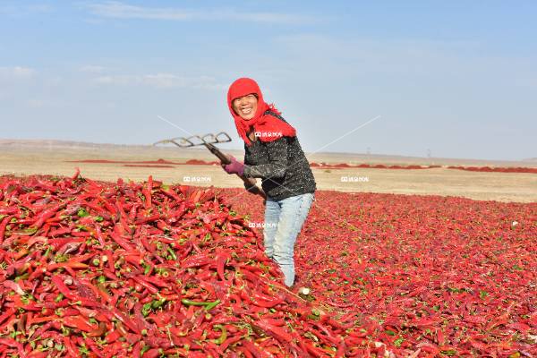 三墩的辣子最亮豁（四）