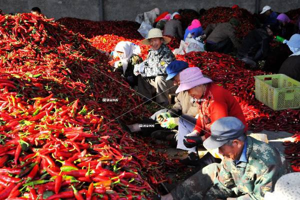 三墩的辣子最亮豁（五）