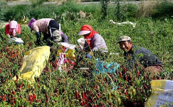 红辣椒带给村民好日子