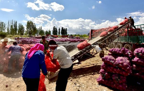 又是一个丰收年