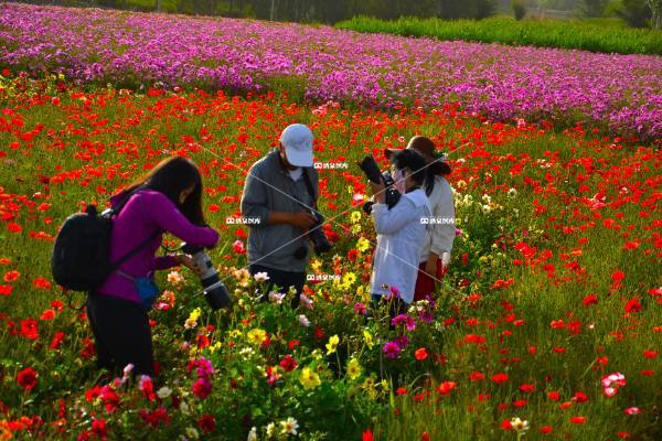 花海摄影人