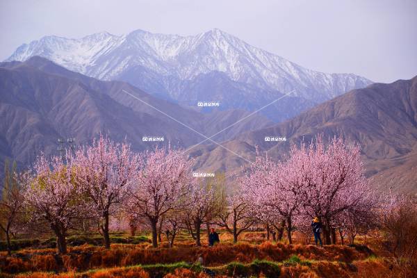 雪山下的杏花林