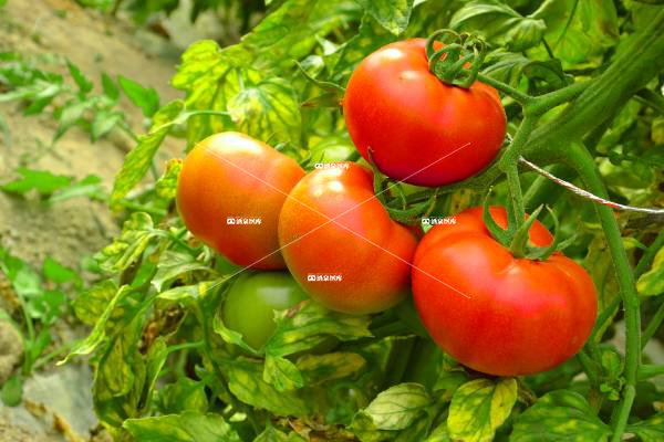 大棚西红柿