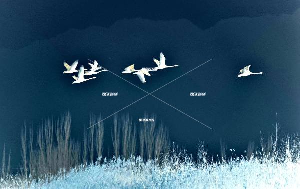 “大鹅“来咱肃州过冬了