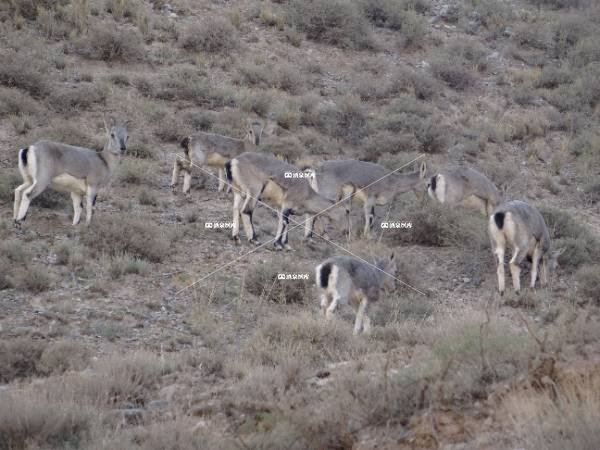 石油河畔上的青羊（一）