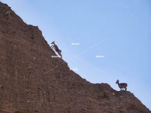 石油河畔上的青羊（四）