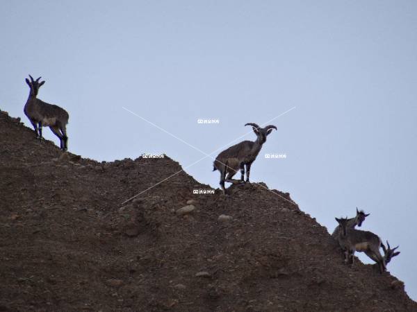 石油河畔上的青羊（五）