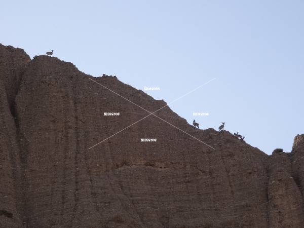 石油河畔上的青羊（六）