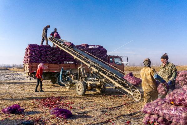 洋葱发“洋”财