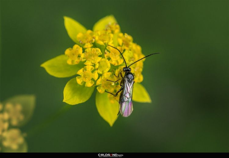 一朵花